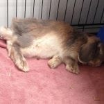 Sleeping bunny 3