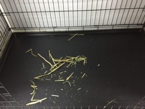 Before shot of our cage cleaning at our bunny pet hotel in Melbourne