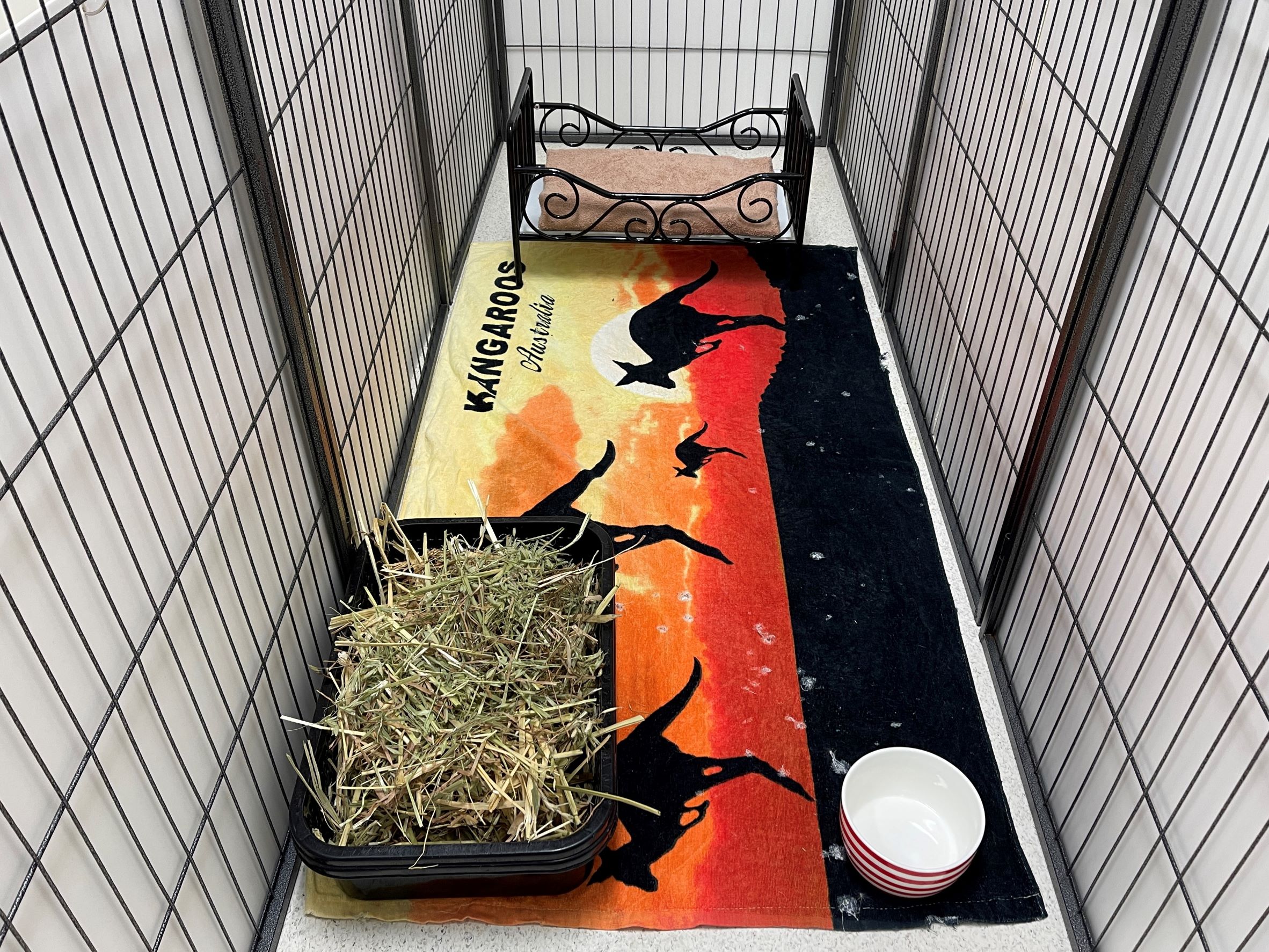 Comfy bunny play pen accommodation at our rabbit boarding hotel in Melbourne